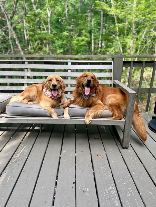 Ready for Homes July 25th! Precious Golden Retriever Puppies (Med-Dk) media 25