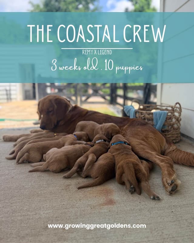 Dark Golden Retriever Puppies - Ready Aug 1st! media 16