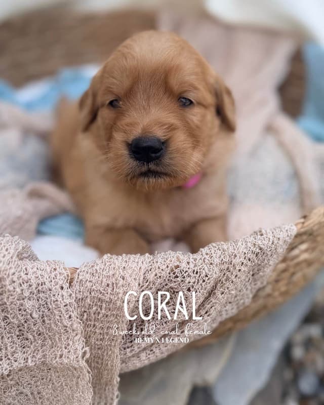 Dark Golden Retriever Puppies - Ready Aug 1st! media 2