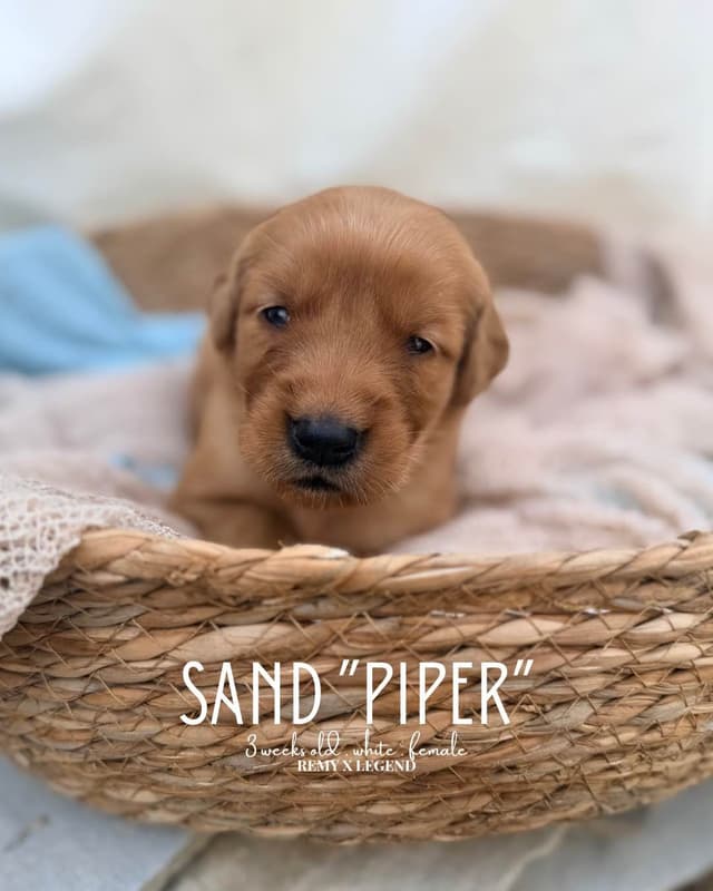 Dark Golden Retriever Puppies - Ready Aug 1st! media 8