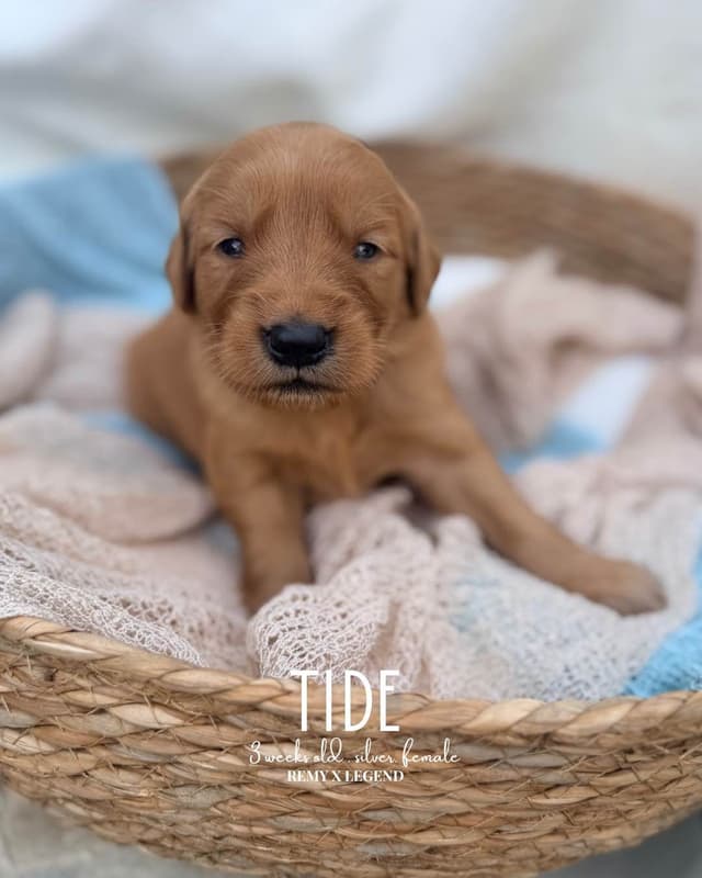 Dark Golden Retriever Puppies - Ready Aug 1st! media 3