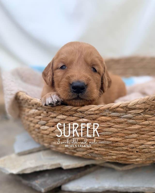 Dark Golden Retriever Puppies - Ready Aug 1st! media 17