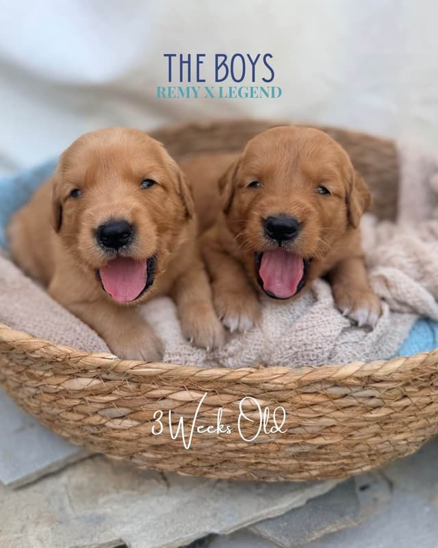 Dark Golden Retriever Puppies - Ready Aug 1st! media 19