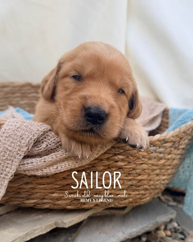 Dark Golden Retriever Puppies - Ready Aug 1st! media 18