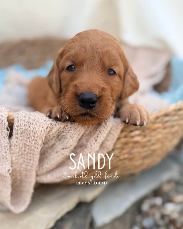 Dark Golden Retriever Puppies - Ready Aug 1st! media 7