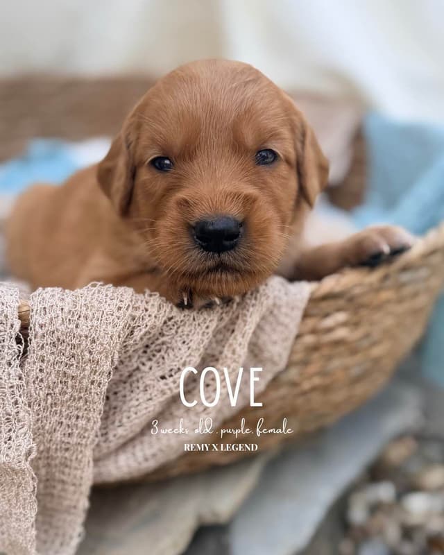 Dark Golden Retriever Puppies - Ready Aug 1st! media 5
