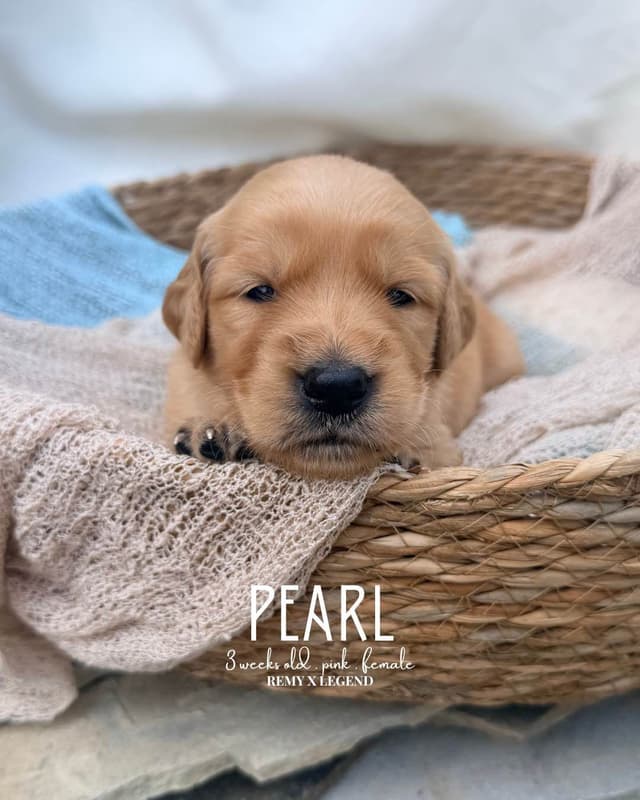 Dark Golden Retriever Puppies - Ready Aug 1st! media 6