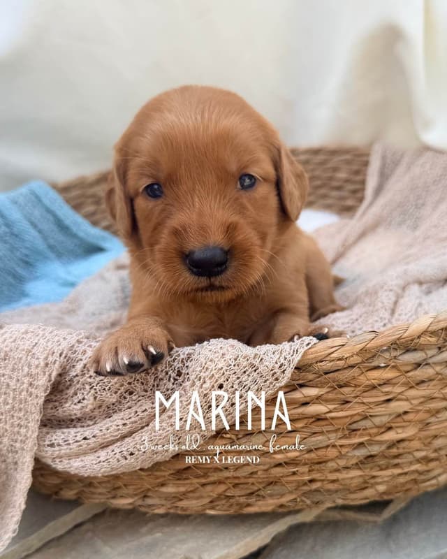 Dark Golden Retriever Puppies - Ready Aug 1st! media 4