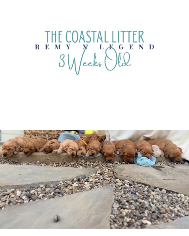 Dark Golden Retriever Puppies - Ready Aug 1st! media 20