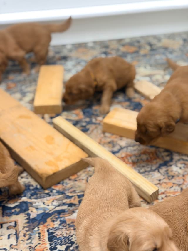 Dark Golden Retriever Puppies - Ready Aug 1st! media 21
