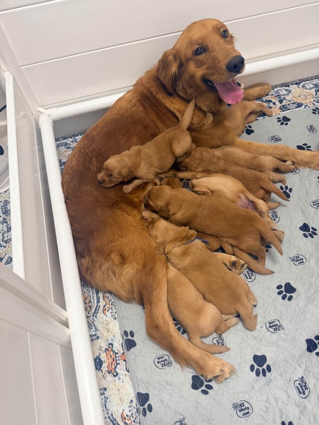 Dark Golden Retriever Puppies - Ready Aug 1st! media 22