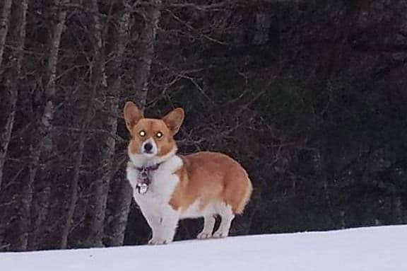 Pembroke Welsh Corgi Puppies breeder image 1