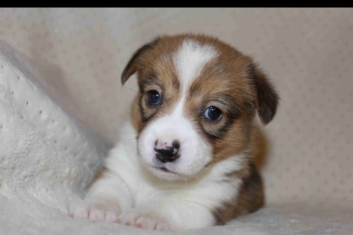 Pembroke Welsh Corgi Puppies breeder image 2