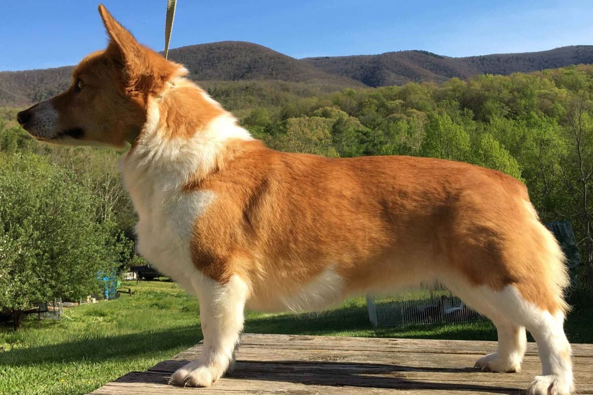 Pembroke Welsh Corgi Puppies breeder image 4