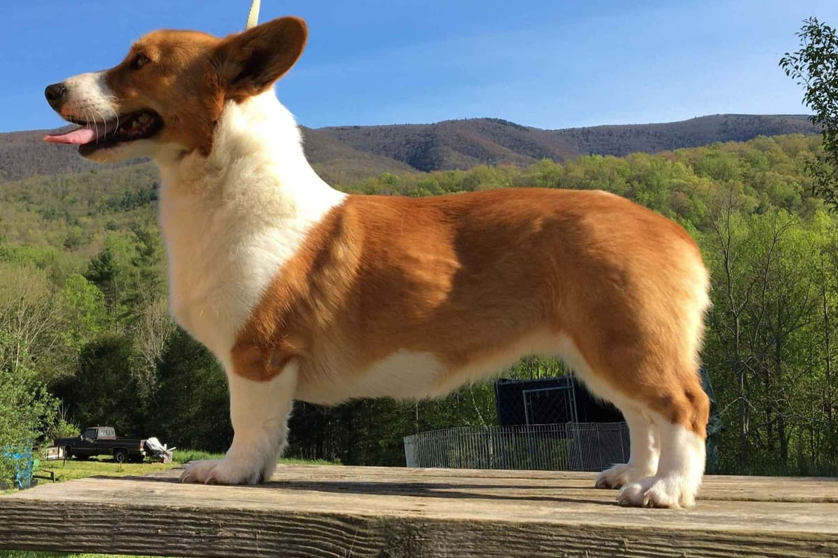 Pembroke Welsh Corgi Puppies breeder image 6