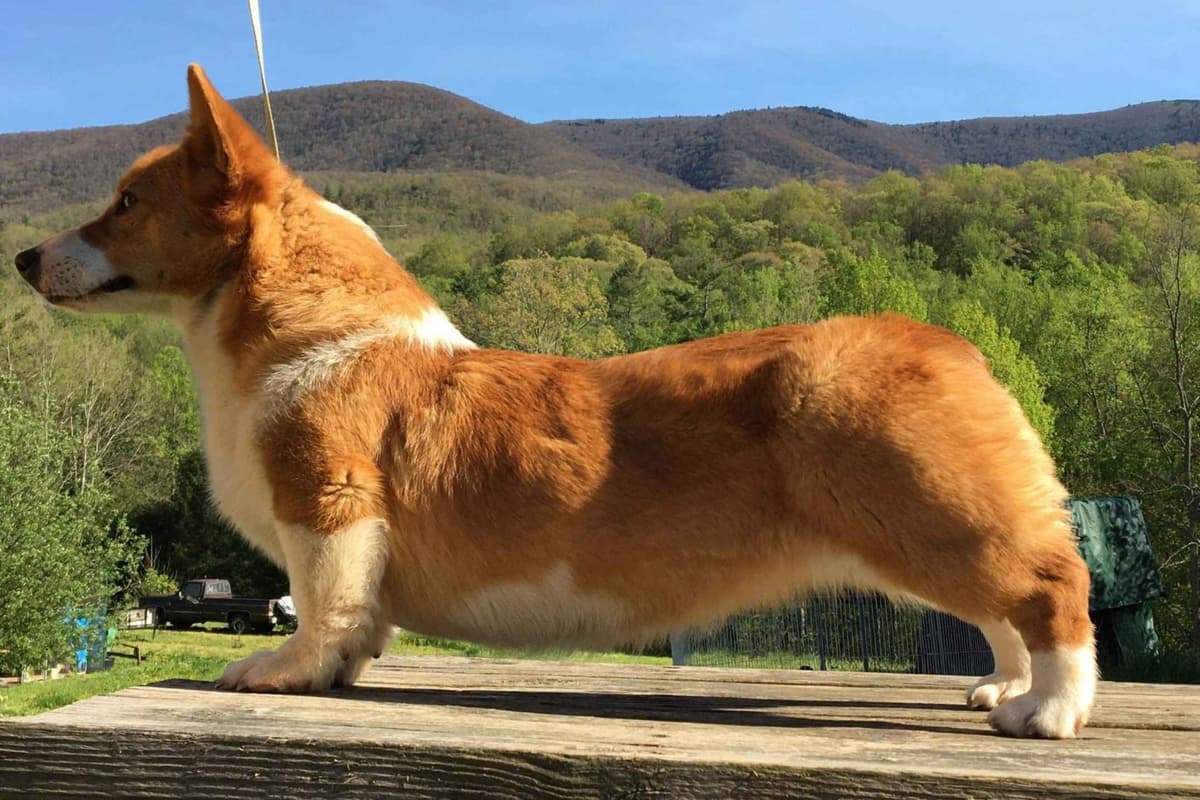 Pembroke Welsh Corgi Puppies breeder image 5