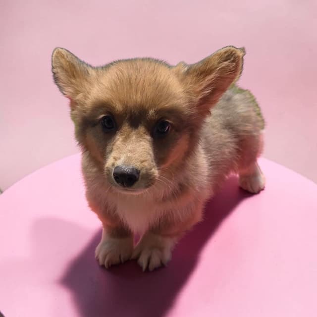 Pembroke Welsh Corgi Puppies media 3