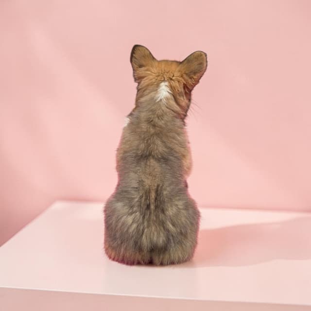 Pembroke Welsh Corgi Puppies media 4