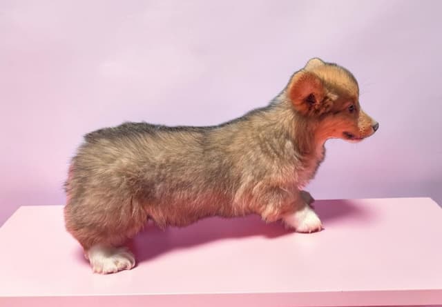 Pembroke Welsh Corgi Puppies media 5