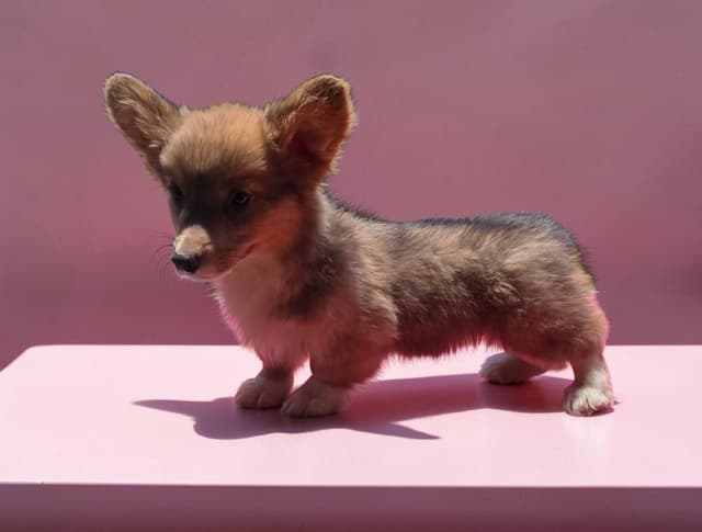 Pembroke Welsh Corgi Puppies media 6