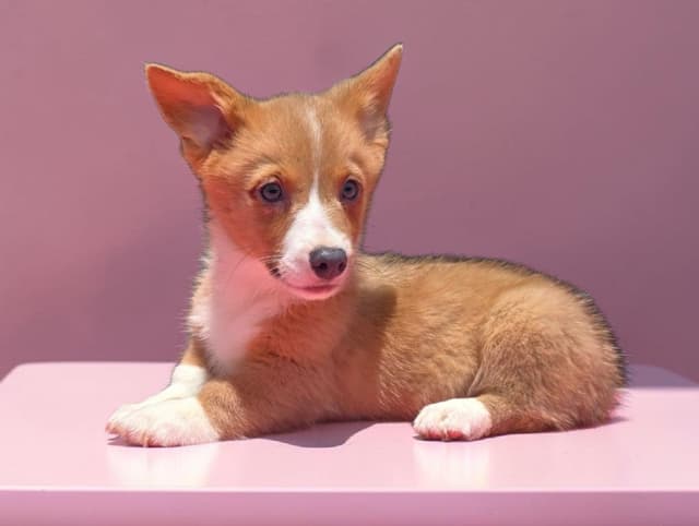 Pembroke Welsh Corgi Puppies media 9