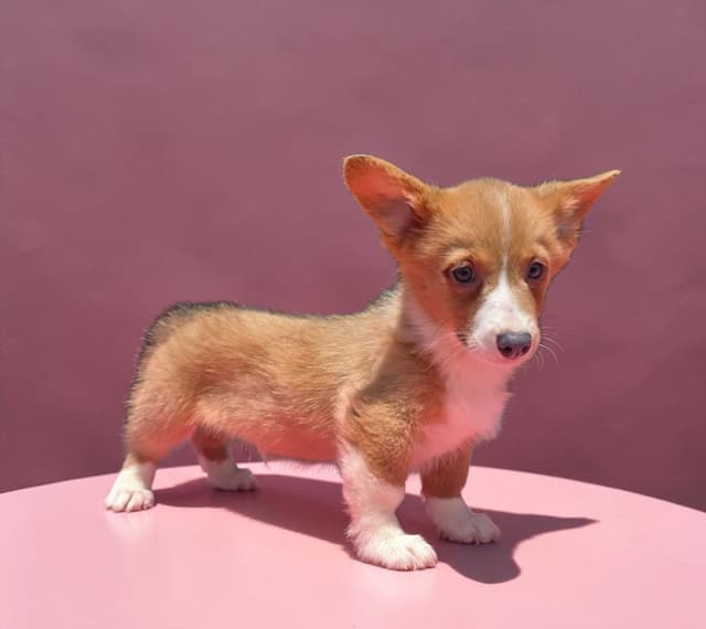 Pembroke Welsh Corgi Puppies media 13