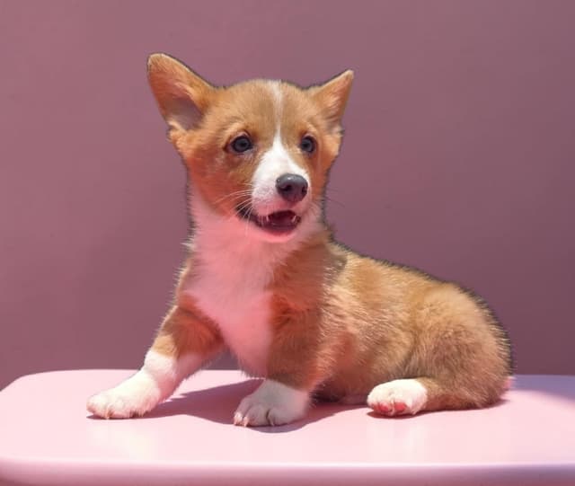 Pembroke Welsh Corgi Puppies media 10