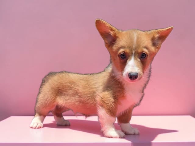 Pembroke Welsh Corgi Puppies media 11