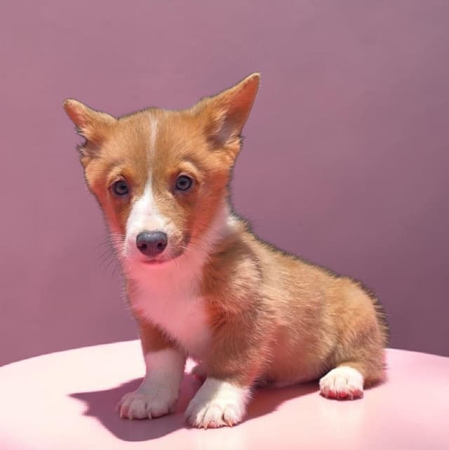 Pembroke Welsh Corgi Puppies media 12