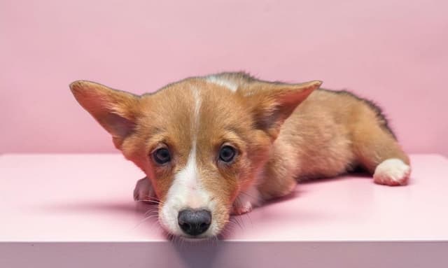 Pembroke Welsh Corgi Puppies media 15