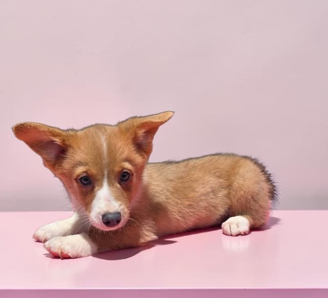 Pembroke Welsh Corgi Puppies media 16
