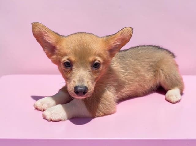 Pembroke Welsh Corgi Puppies media 17