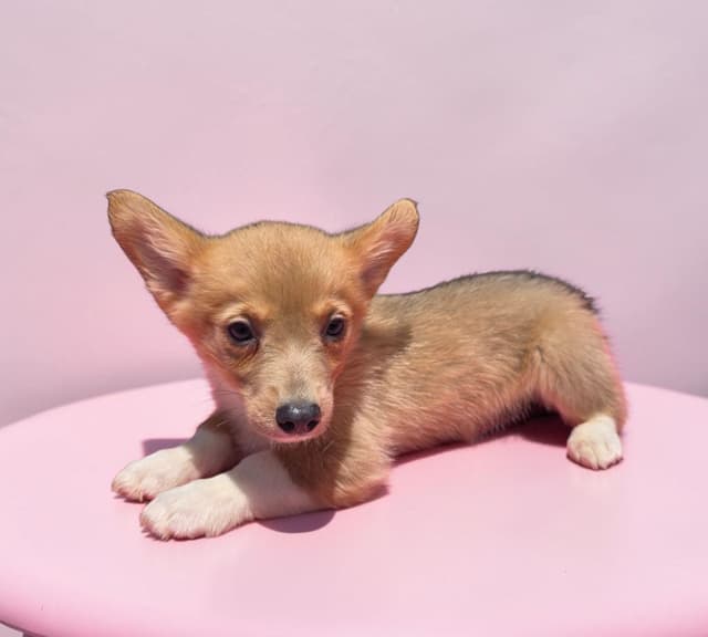 Pembroke Welsh Corgi Puppies media 22