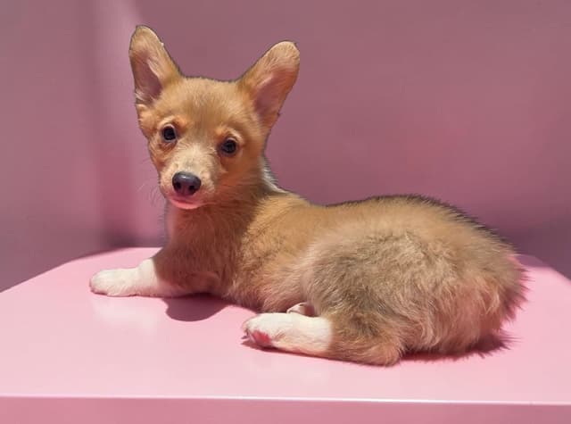 Pembroke Welsh Corgi Puppies media 21