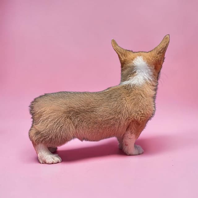 Pembroke Welsh Corgi Puppies media 24