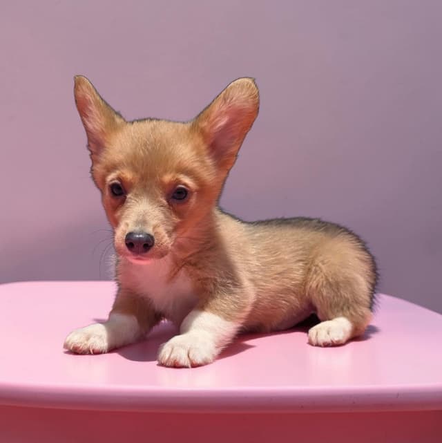 Pembroke Welsh Corgi Puppies media 23