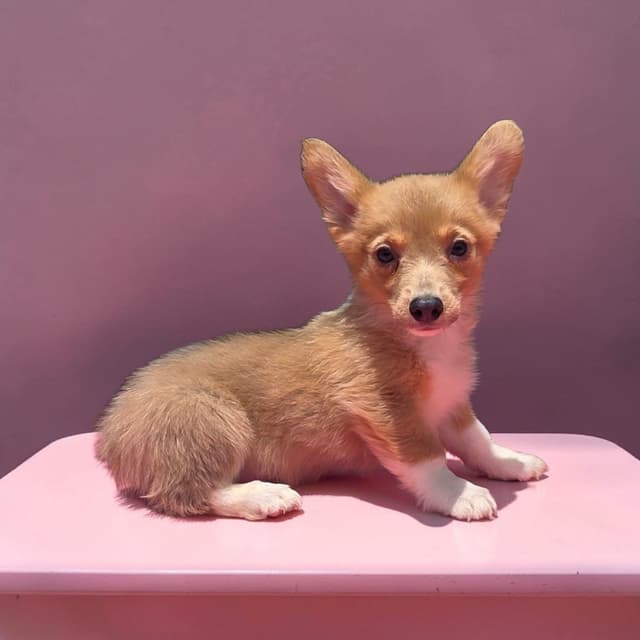 Pembroke Welsh Corgi Puppies media 20