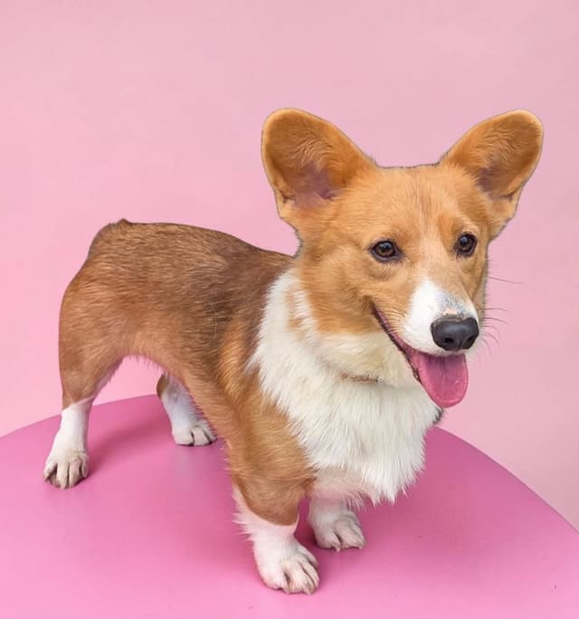 Pembroke Welsh Corgi Puppies media 25