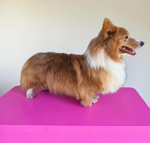 Pembroke Welsh Corgi Puppies media 29