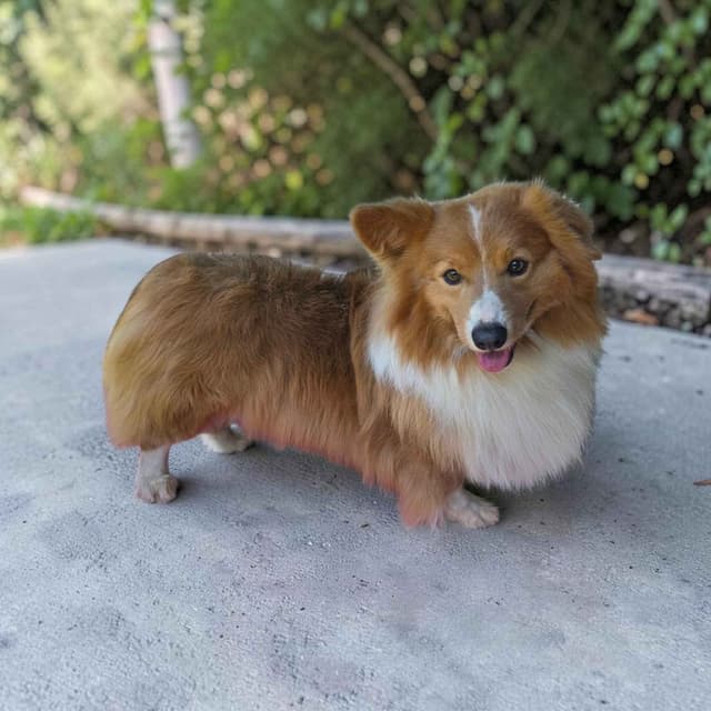 Pembroke Welsh Corgi Puppies media 30