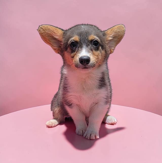 Pembroke Welsh Corgi Puppies media 3