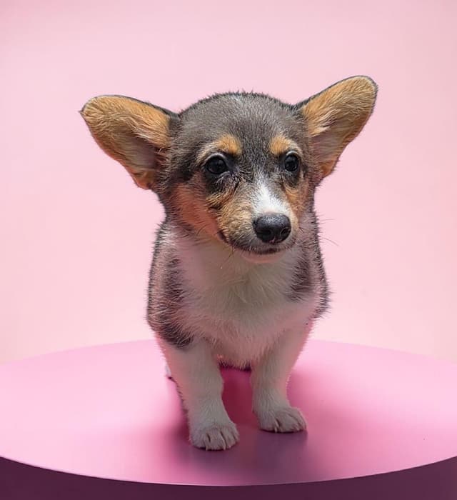 Pembroke Welsh Corgi Puppies media 2