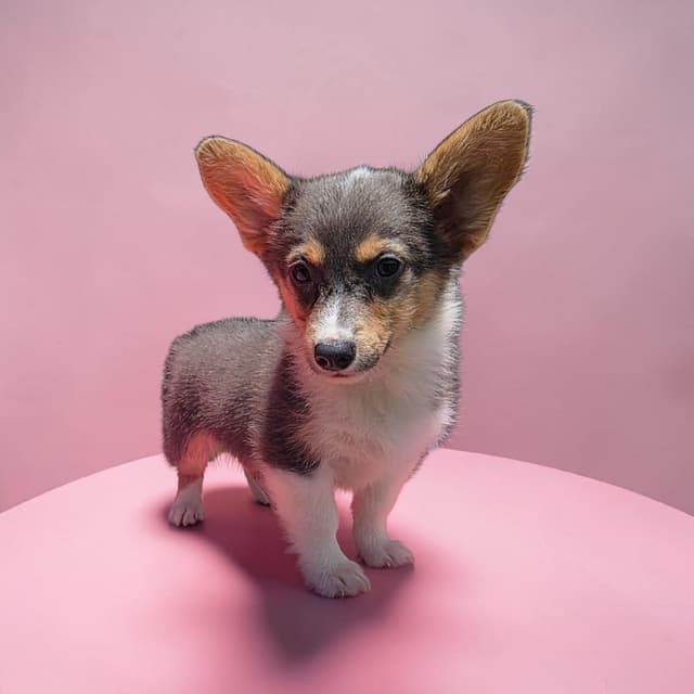 Pembroke Welsh Corgi Puppies media 5