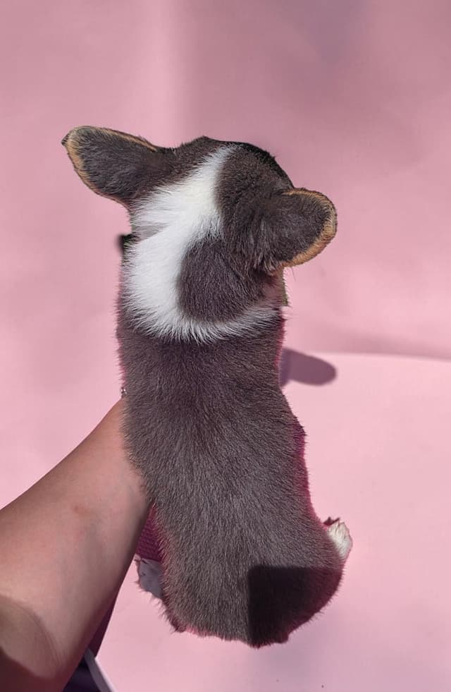 Pembroke Welsh Corgi Puppies media 4