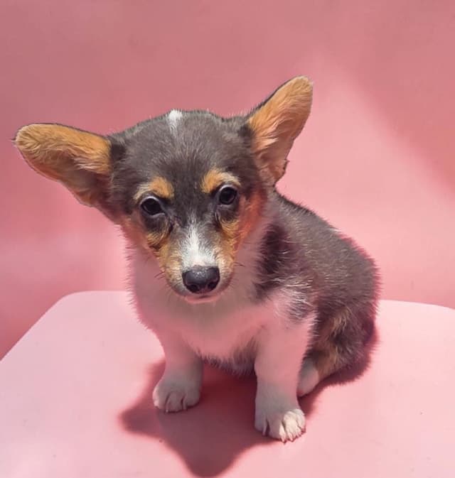 Pembroke Welsh Corgi Puppies media 6