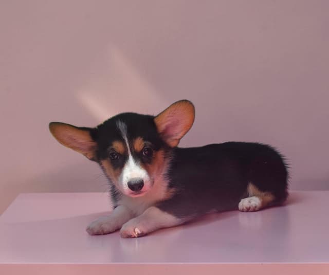 Pembroke Welsh Corgi Puppies media 2