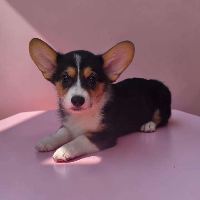 Pembroke Welsh Corgi Puppies media 3