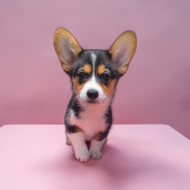 Pembroke Welsh Corgi Puppies media 4