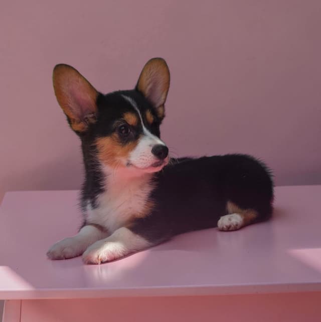 Pembroke Welsh Corgi Puppies media 7