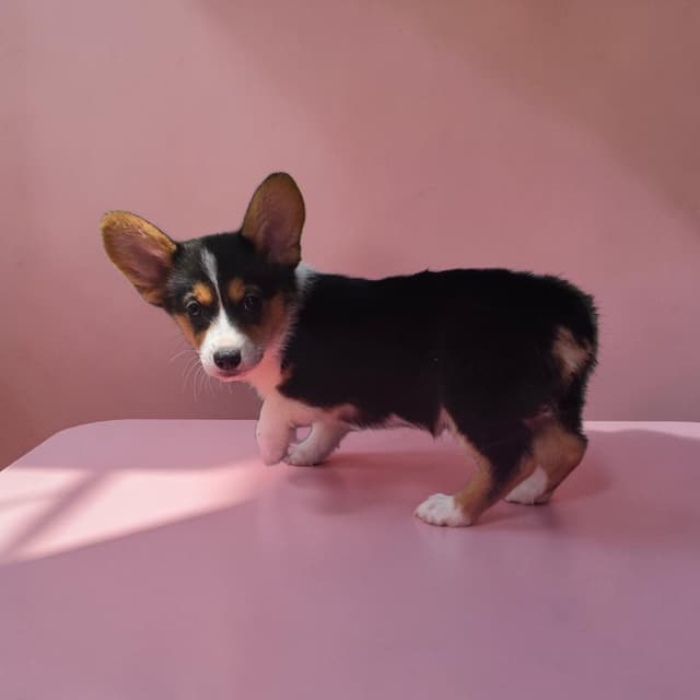 Pembroke Welsh Corgi Puppies media 5